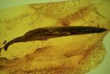 Detailed Fossil Plant Leaf and Flies In Baltic Amber #84621-1